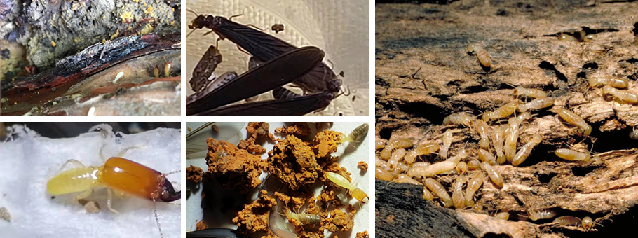 1652420961112628.jpg 900.jpg